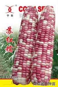 供应苏红糯—玉米种子