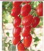 供应米兰—番茄种子