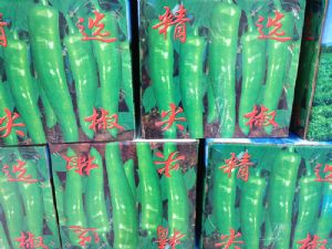 供应大量尖椒—优质蔬菜