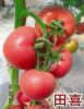 供应田喜—番茄种子