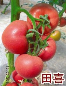 供应田喜—番茄种子