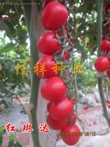 供应红琳达—红色樱桃番茄种子