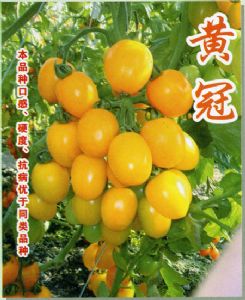供应黄冠—番茄种子