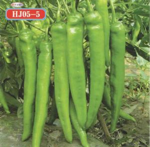供应HJ05-5—辣椒种子