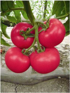 供应丽粉108-番茄种子