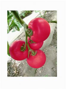 供应丽粉198-番茄种子
