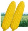 供应珍甜3号—玉米种子