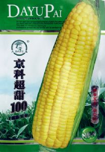 供应京科超甜100-玉米种子