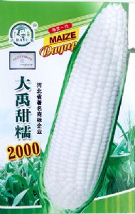供应大禹甜糯2000-玉米种子
