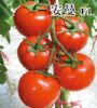 供应安曼F1-番茄种子