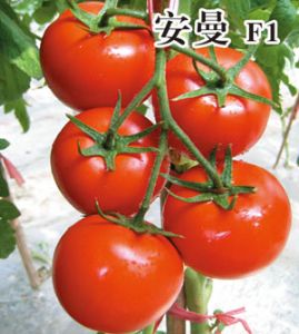 供应安曼F1-番茄种子