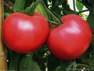 供应番茄种子-高强粉冠
