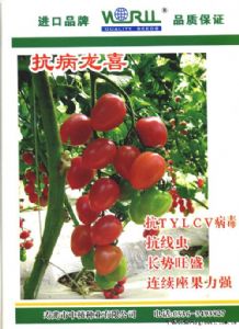 供应粉果番茄种子-抗病龙喜