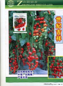 供应粉果番茄种子-世纪吉祥