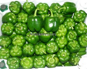 供应优质菜椒—优质蔬菜