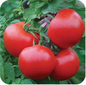 供应庞氏218—番茄种子