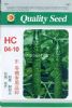 HC04—10—黄瓜种子