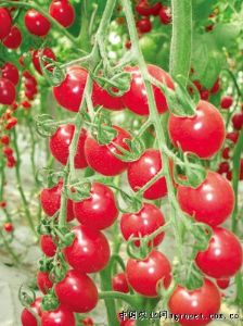 供应粉玉F1－樱桃番茄种子