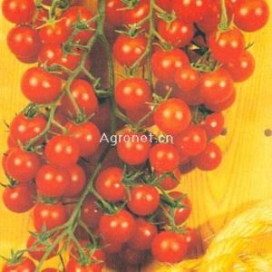 供应绝色菲娜（BR-139）—樱桃番茄种子