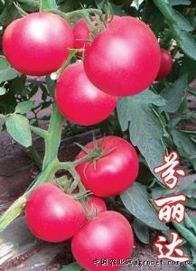 供应芬丽达－粉色番茄种子