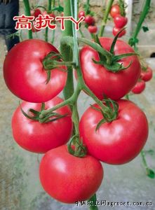 供应欧诺—粉色番茄种子