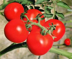 供应以色列大红-1159—番茄种子