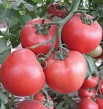 供应优粉—番茄种子