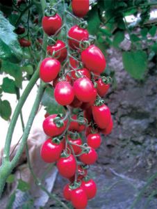 供应瑰丽800——番茄种子