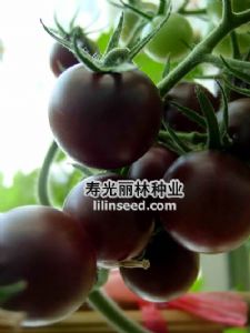供应黑金—黑番茄种子