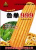 供应鲁单999—玉米种子