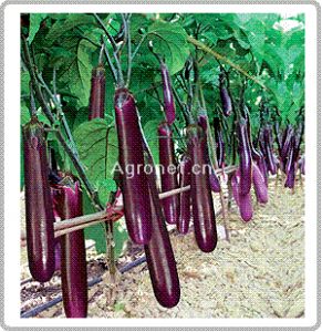 南蔬紫红长茄--茄子种子