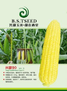 供应兴甜90—玉米种子
