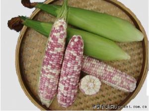 供应金品美糯－甜玉米种子