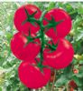 供应贝里奥粉果—番茄种子