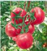 供应G102粉果—番茄种子