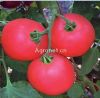 供应浦粉一号番茄—番茄种子