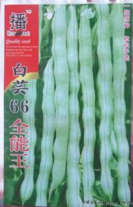 供应白芸66全能王—菜豆种子