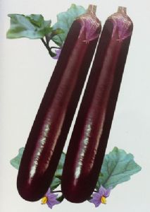 供应瑞金王紫红长茄-茄子种子