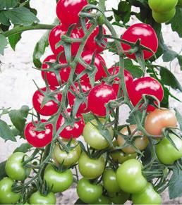 供应瑞星1268—番茄种子