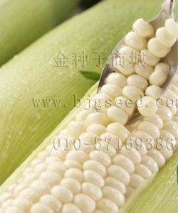 供应嫩白玉/超甜纯白色水果玉米种子