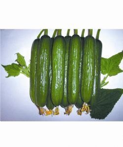 供应HW14-18—无刺小黄瓜种子