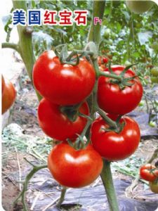 供应美国红宝石F1—大红番茄种子