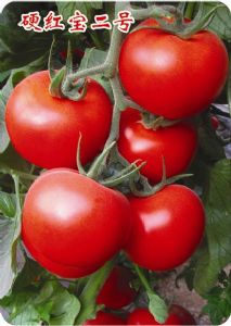 供应硬红宝二号—大红番茄种子