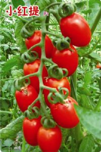 供应小红提—大红番茄种子