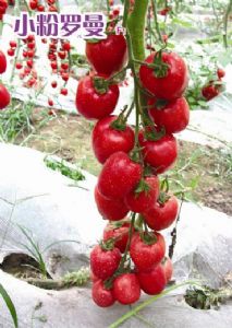 供应小粉罗曼F1—粉果番茄种子