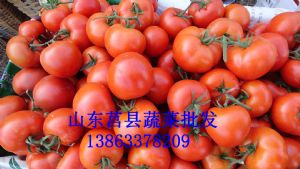 供应番茄西红柿