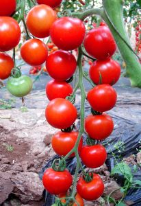 供应红姑娘—樱桃番茄种子