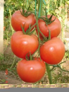 供应宝禄一号—番茄种子