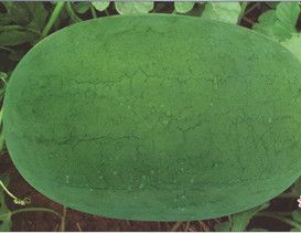 供应绿卓宝—西瓜种子