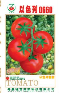 供应以色列0660—番茄种子